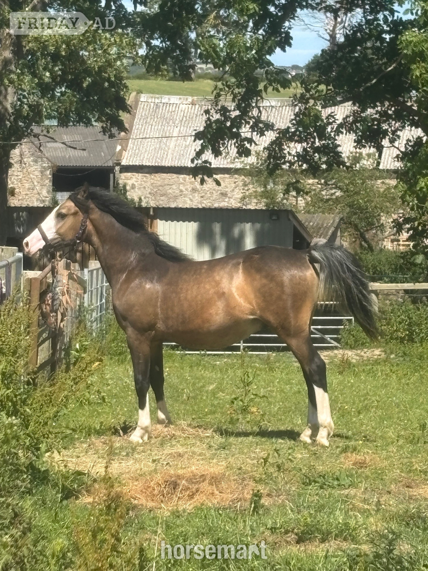 "Bailey Ray of Sunshine " Dun Colt All Rounder - Horses