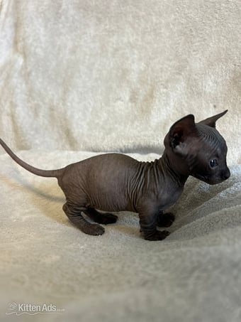 Bambino sphynx Bullycat