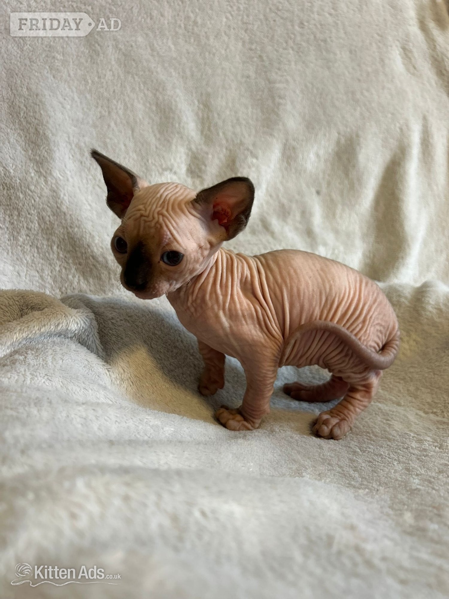 Bambino sphynx Bullycat