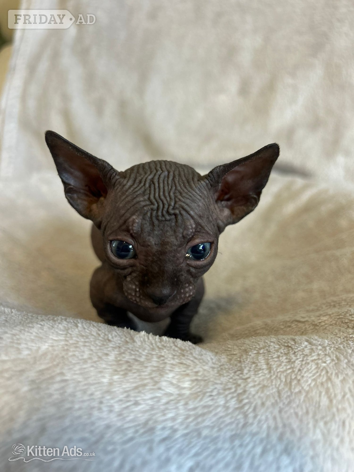 Doncaster Bambino sphynx Bullycat
