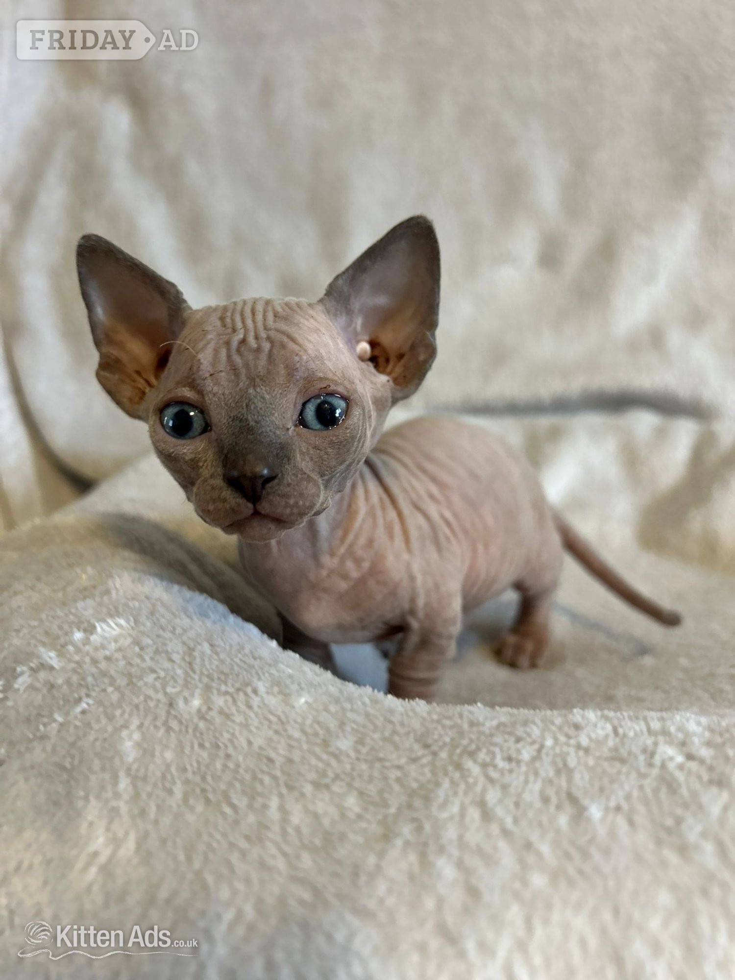 Bambino sphynx Bullycat - Cats & Kittens in Doncaster