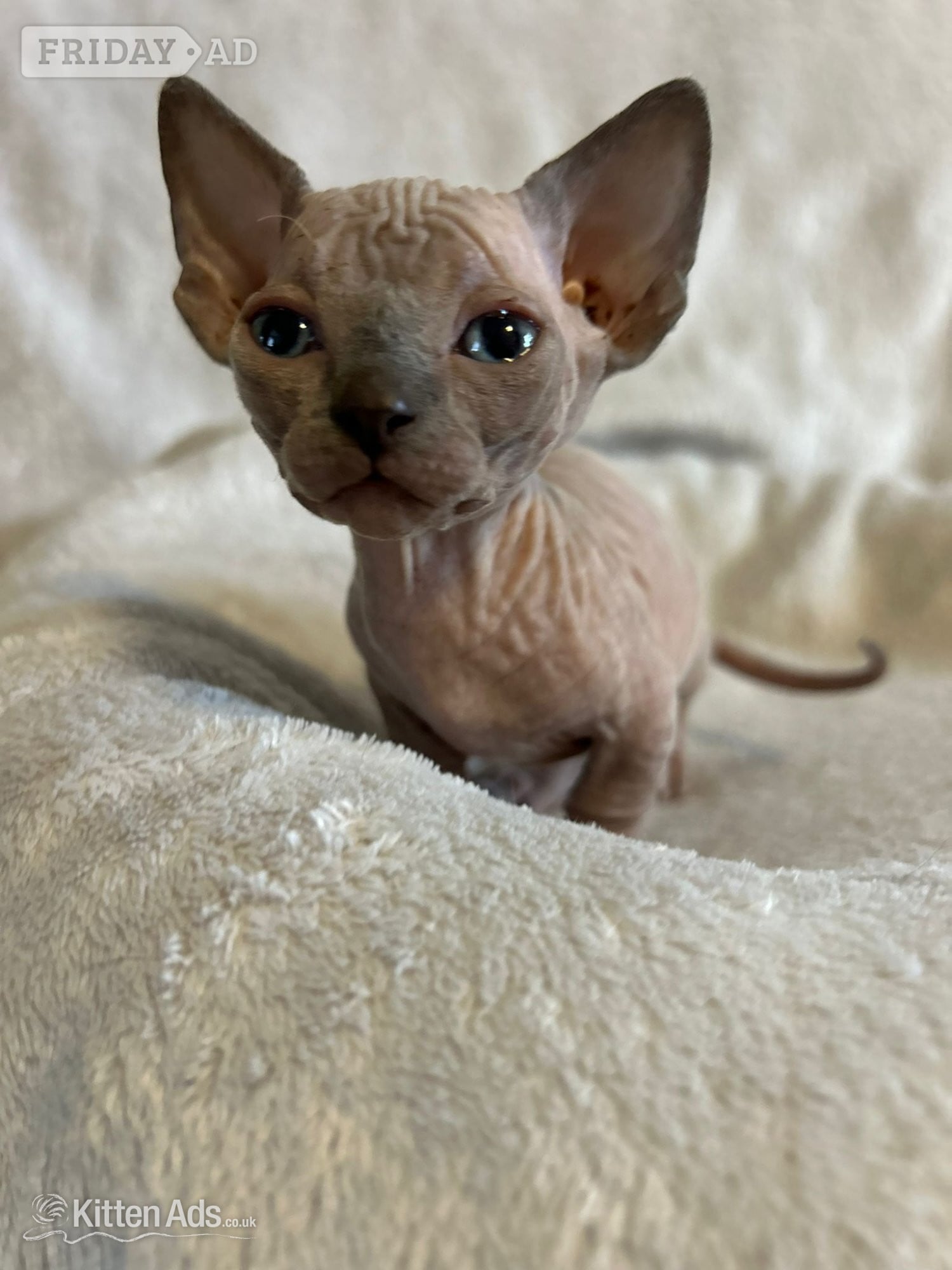 Bambino sphynx Bullycat - Cats & Kittens
