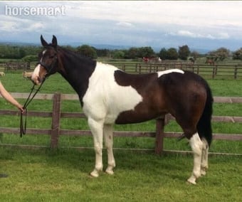"Princess II" Skewbald Mare Broodmare