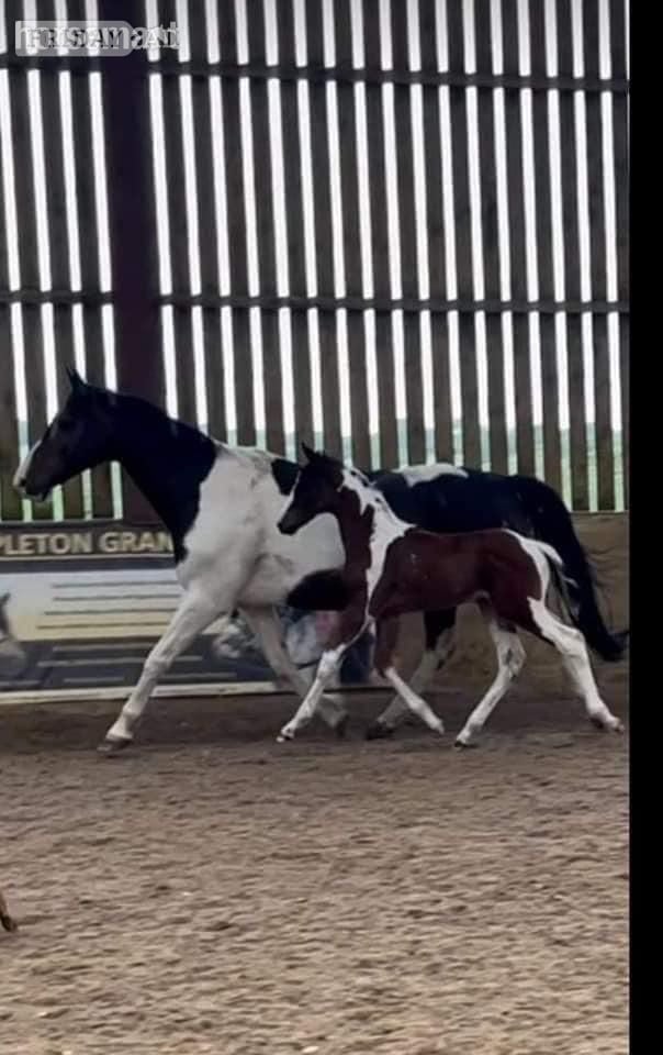 "Princess II" Skewbald Mare Broodmare