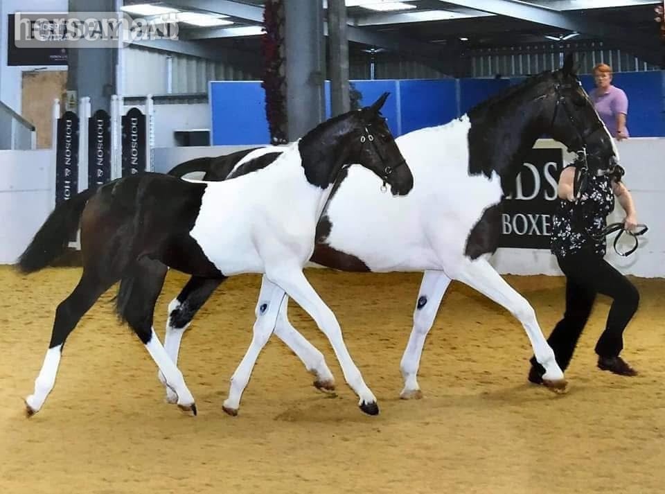 Ystrad Mynach "Princess II" Skewbald Mare Broodmare