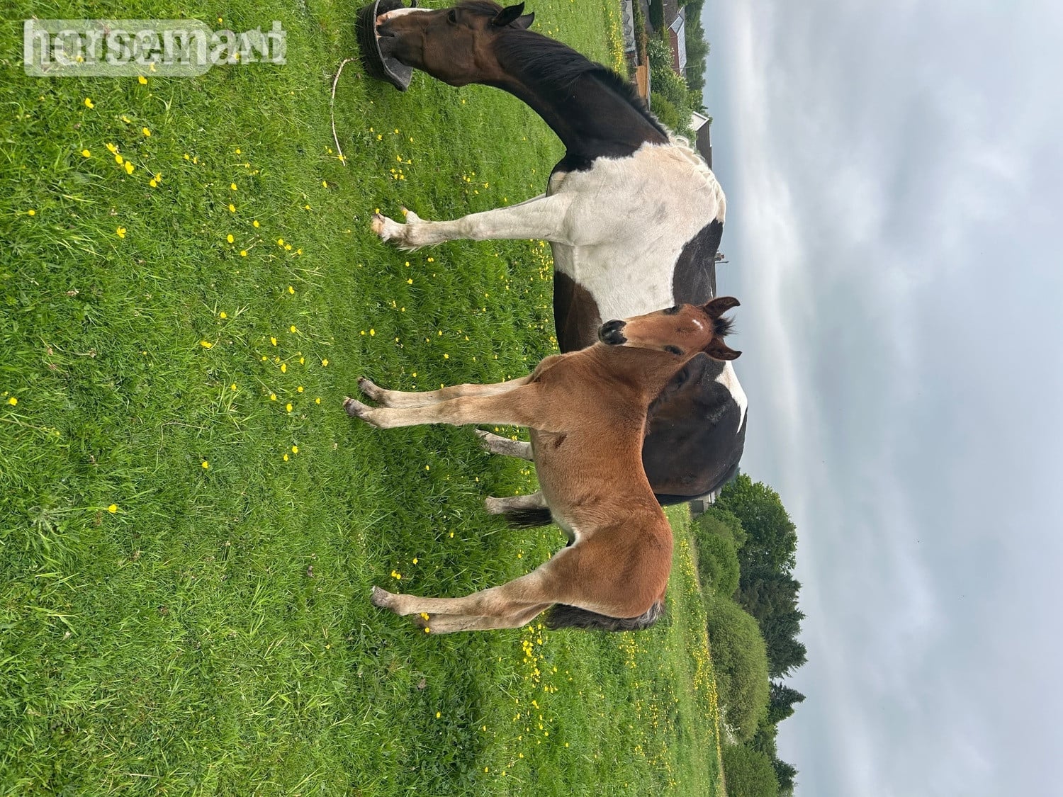 "Princess II" Skewbald Mare Broodmare - Horses in Ystrad Mynach