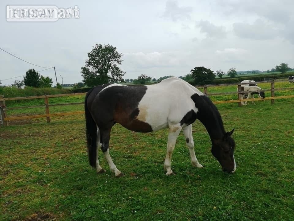 "Princess II" Skewbald Mare Broodmare - Horses