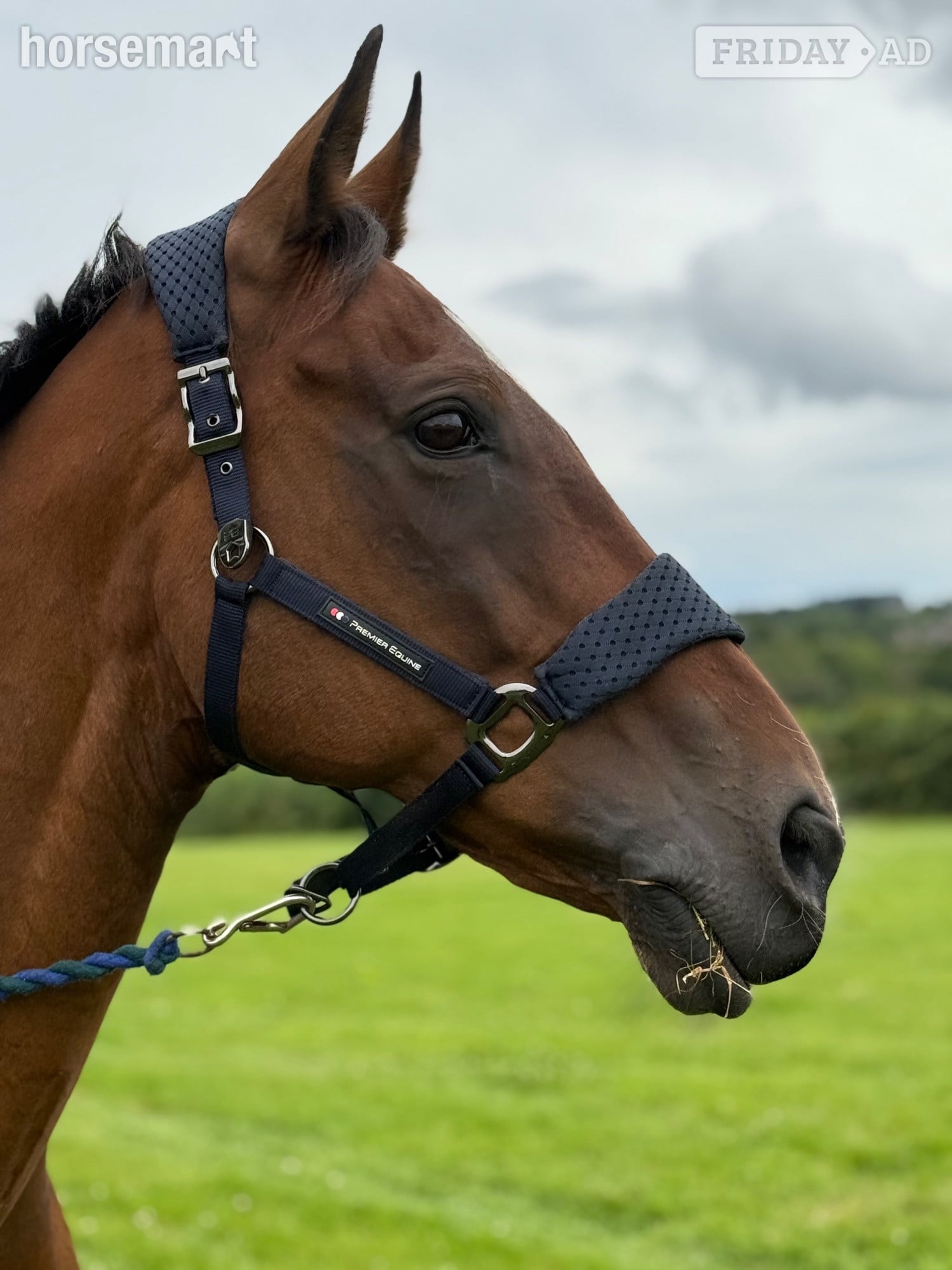 "Master" Bay Gelding All Rounder in Bridgend