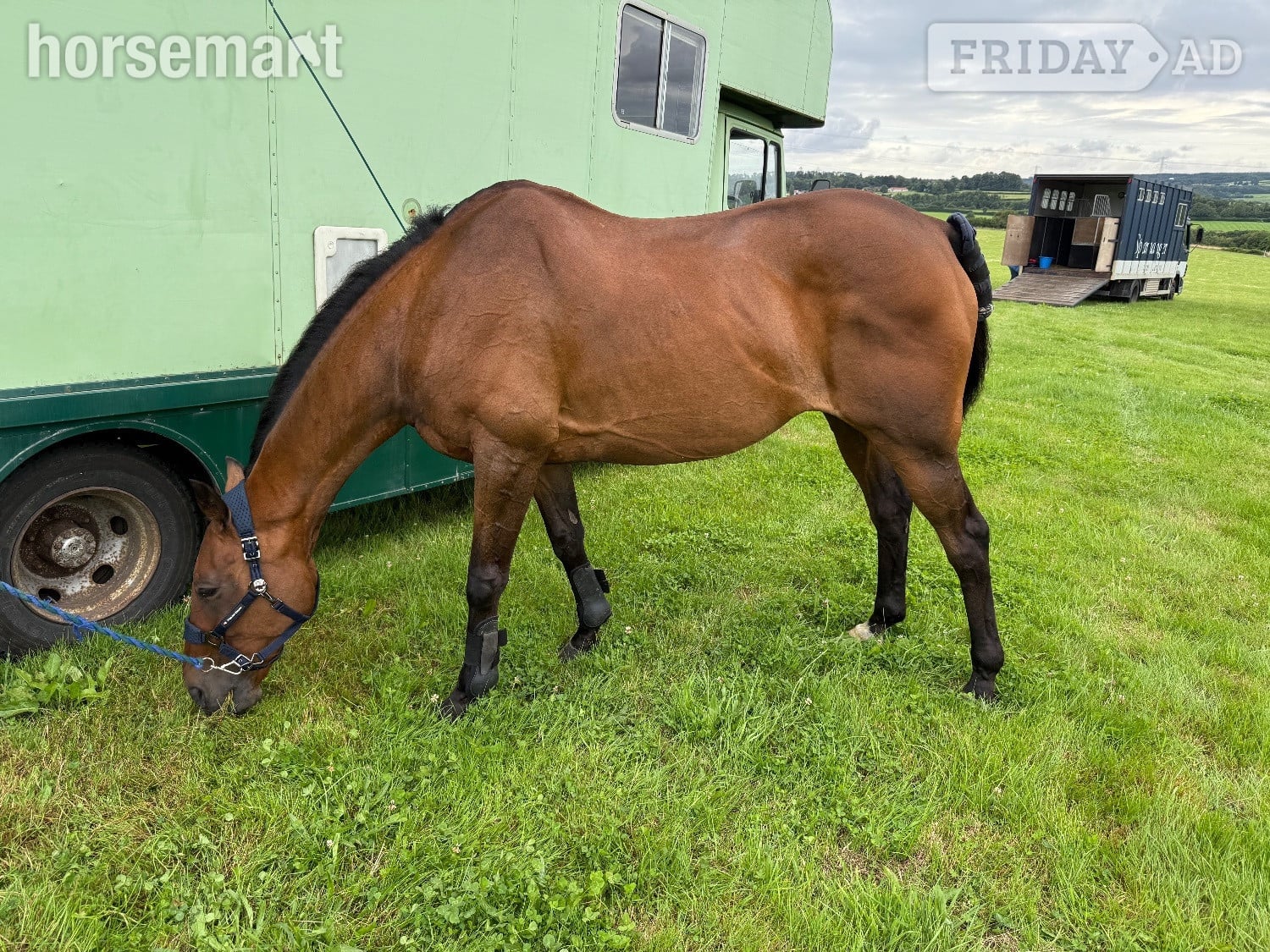 "Master" Bay Gelding All Rounder
