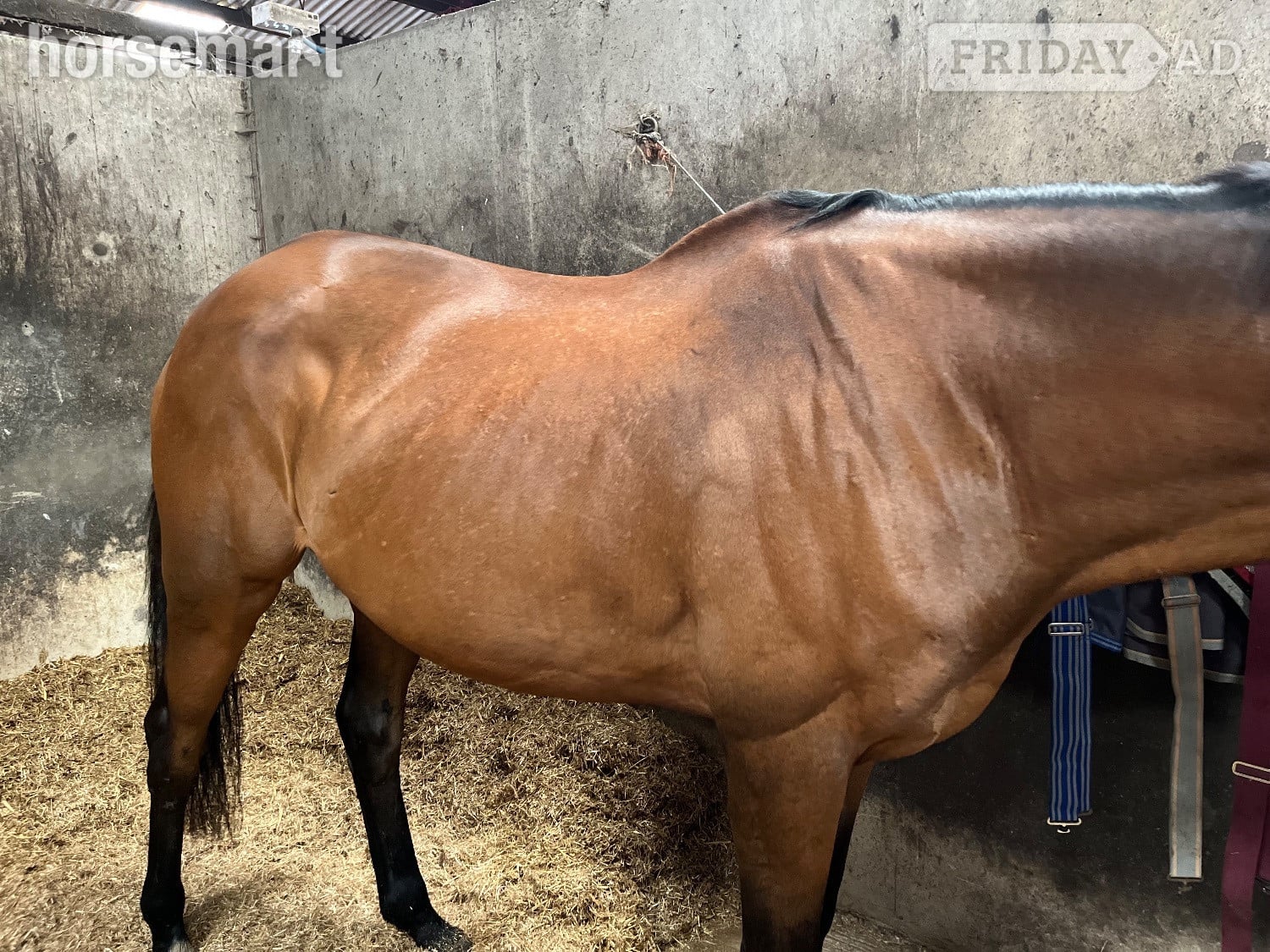 "Master" Bay Gelding All Rounder - Horses