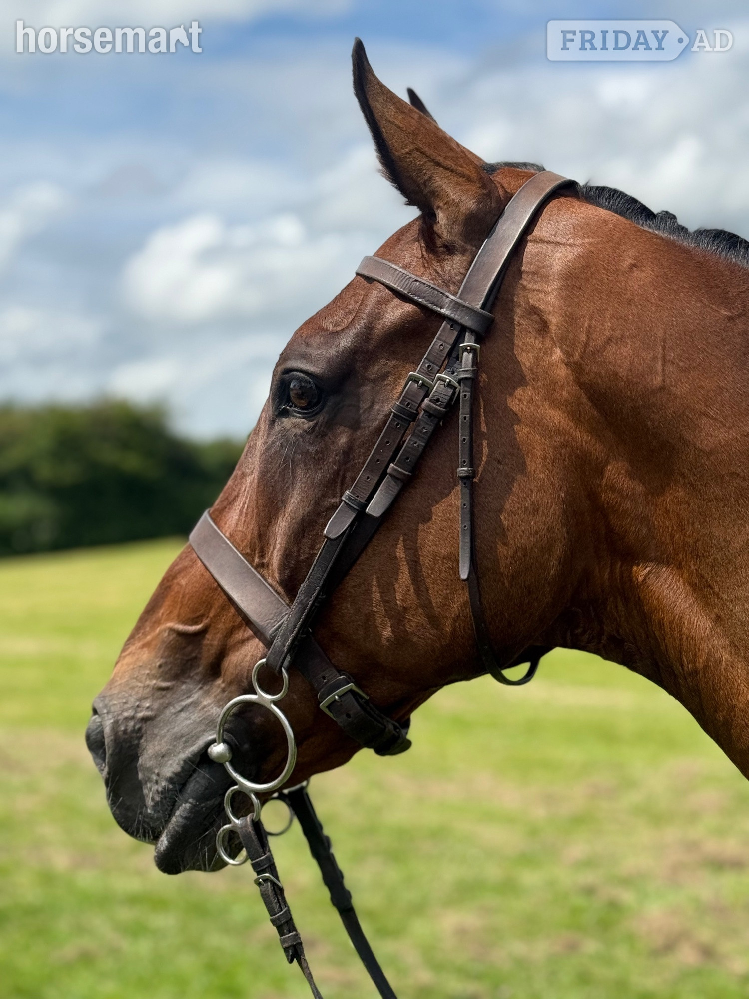 Bridgend "Master" Bay Gelding All Rounder
