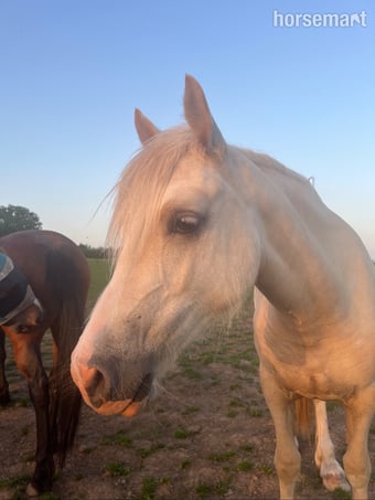 "Champagne by Candlelight County" Palomino Filly Youngstock / Foal