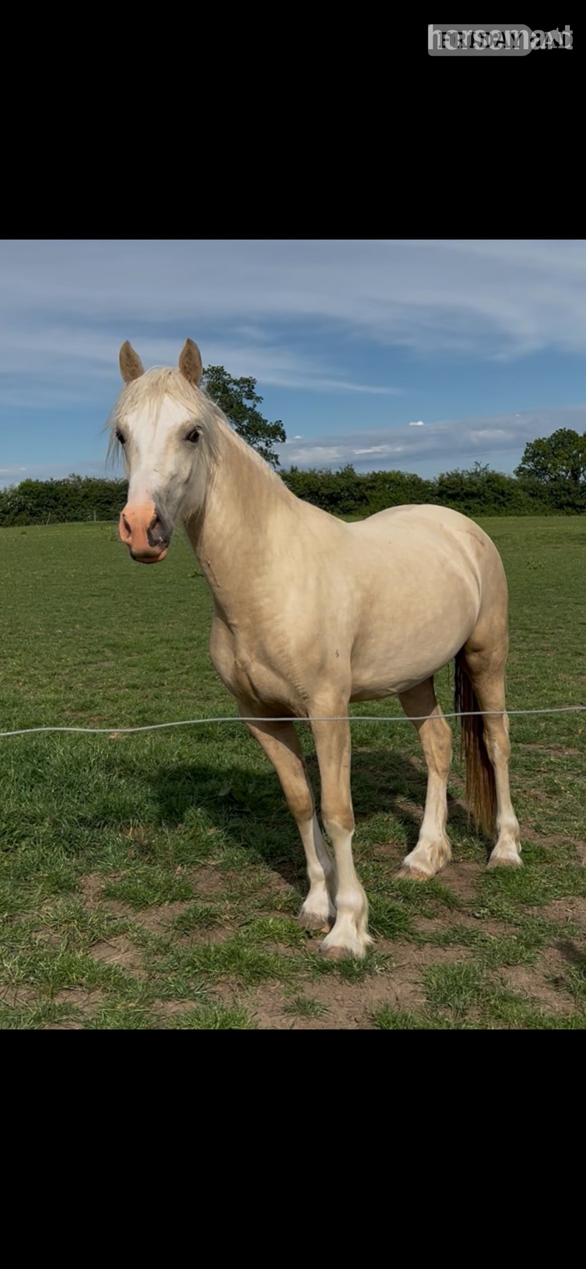 "Champagne by Candlelight County" Palomino Filly Youngstock / Foal