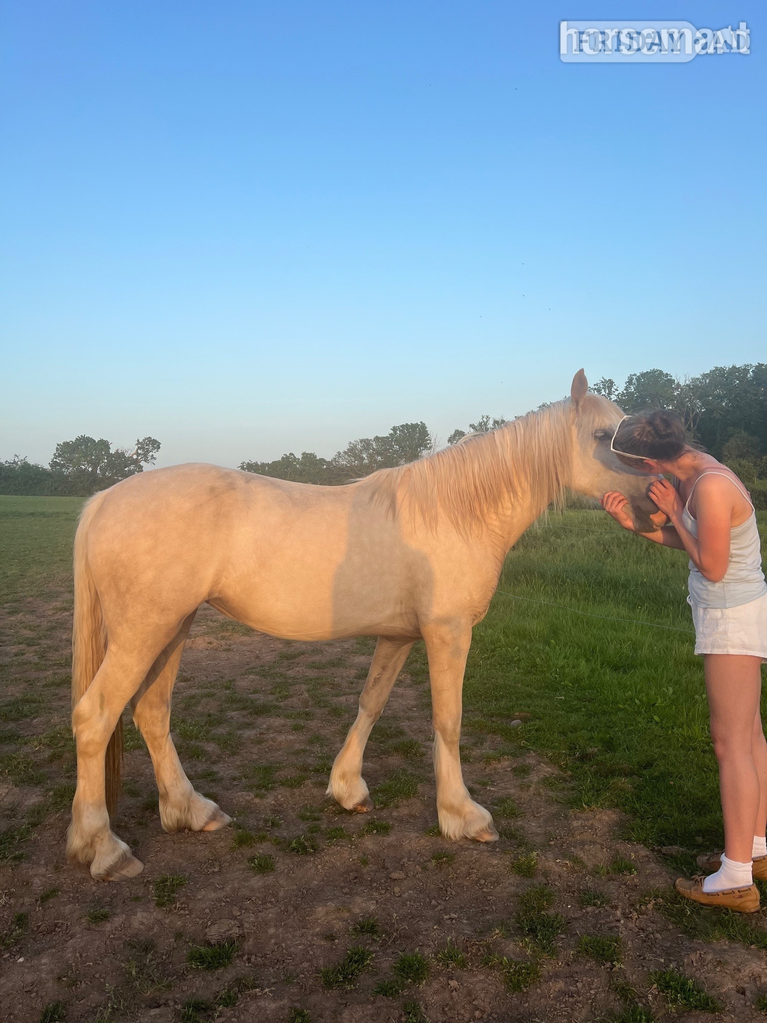 Worcester "Champagne by Candlelight County" Palomino Filly Youngstock / Foal