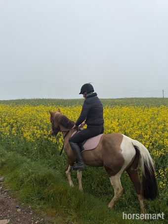 "Hettie" Coloured Mare Coloured