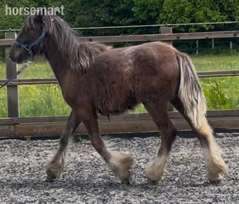 "Ranger " Chocolate Dun Colt Youngstock / Foal