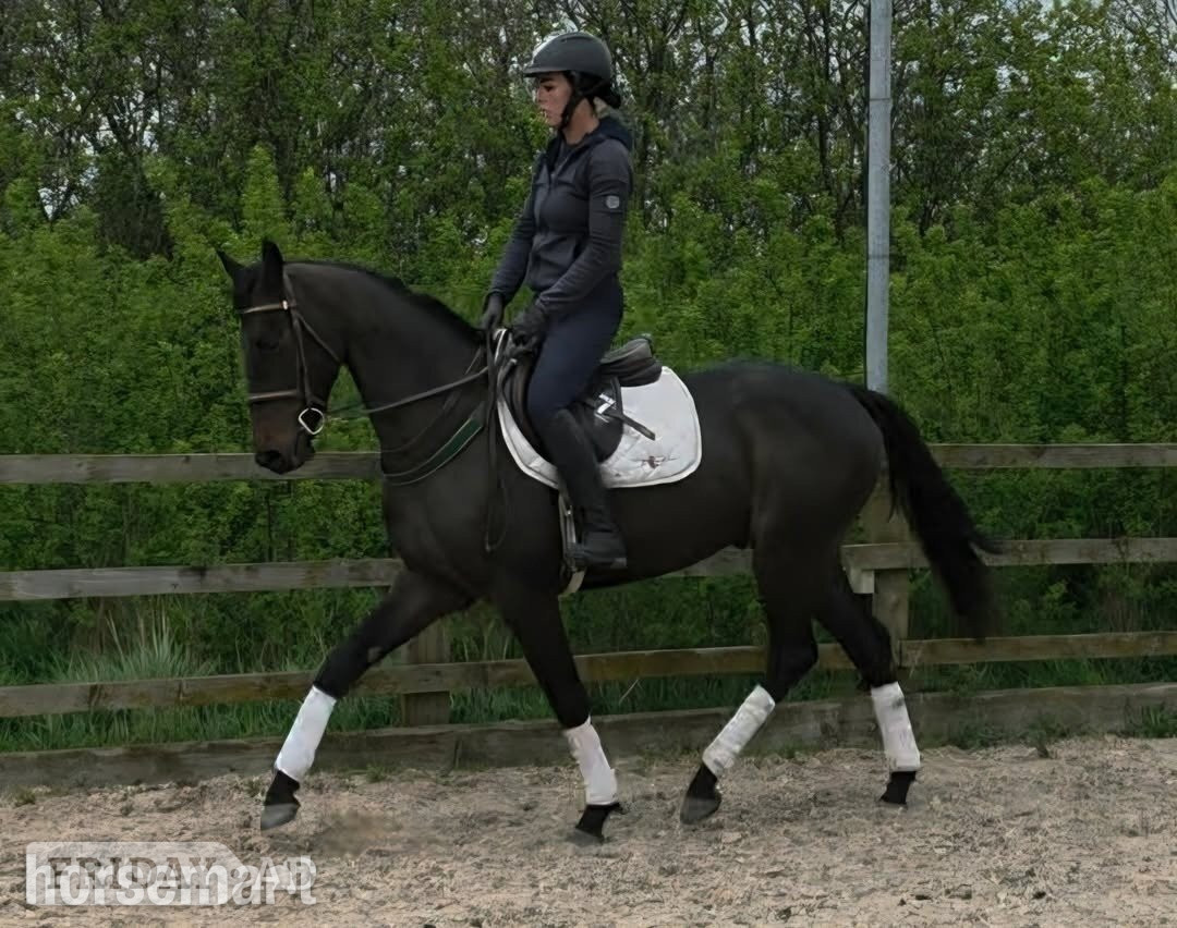 "Wayfare"  Gelding Showing Horse - Horses