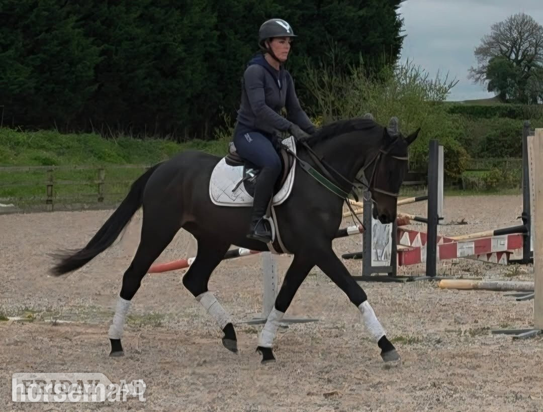 "Wayfare"  Gelding Showing Horse in Crewe