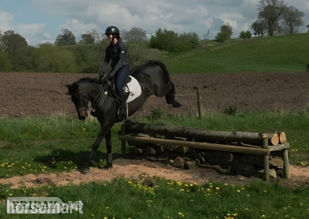 Crewe "Wayfare"  Gelding Showing Horse