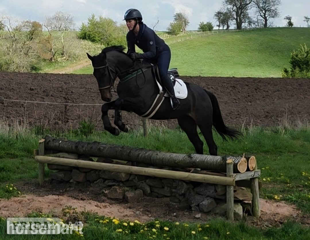 "Wayfare"  Gelding Showing Horse