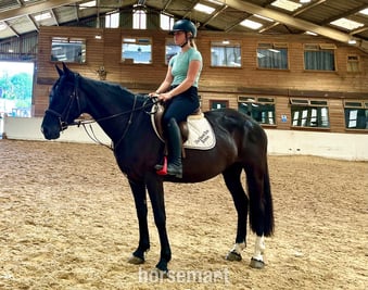 "Echo" Black Mare All Rounder