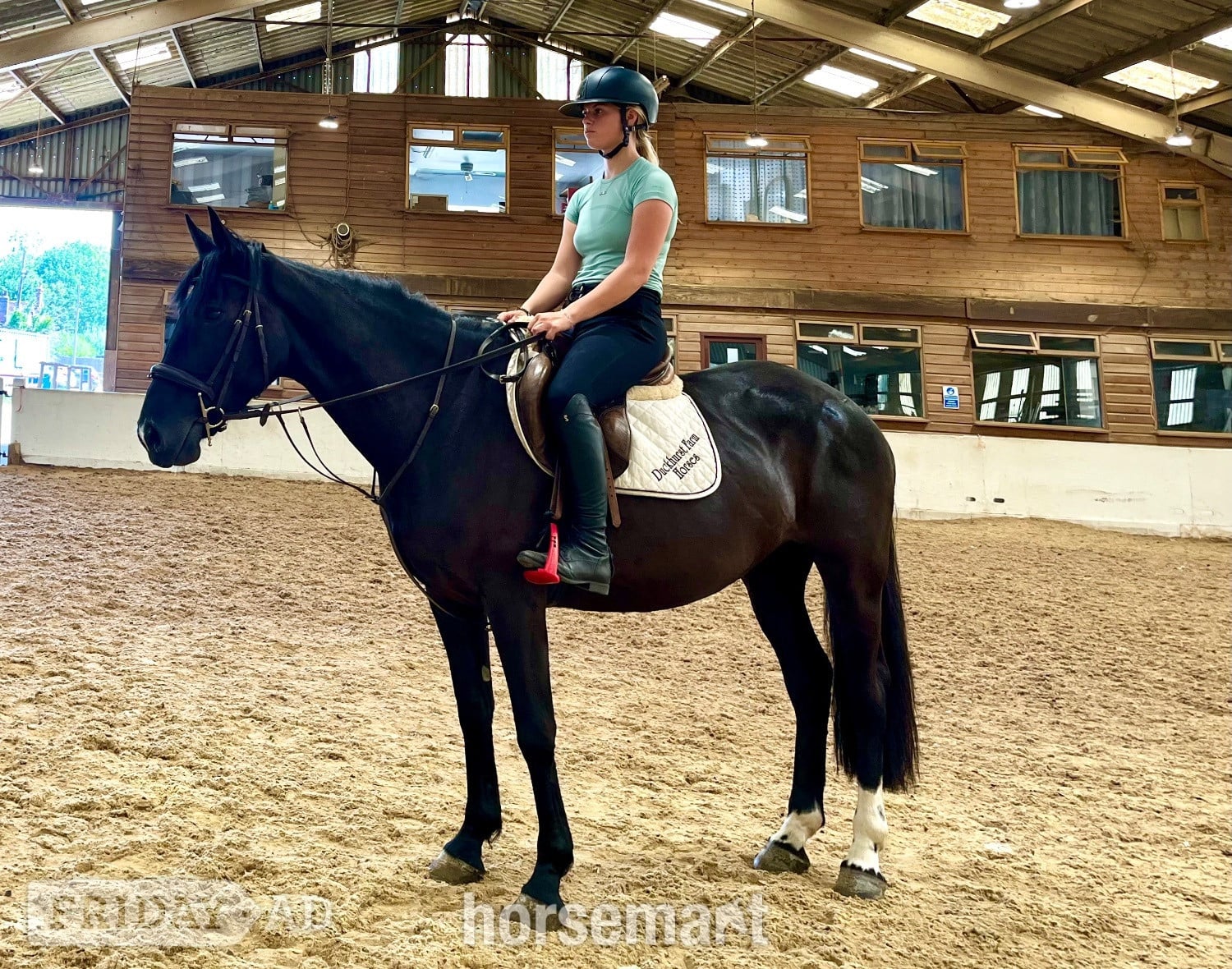 "Echo" Black Mare All Rounder in Staplehurst