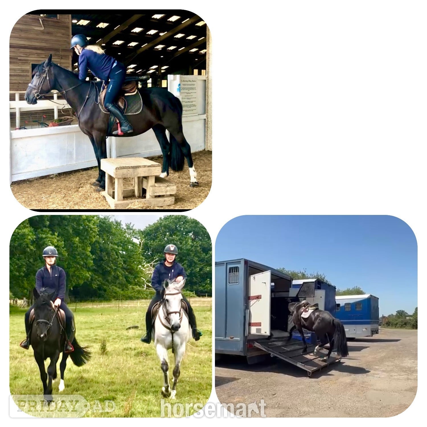 Staplehurst "Echo" Black Mare All Rounder