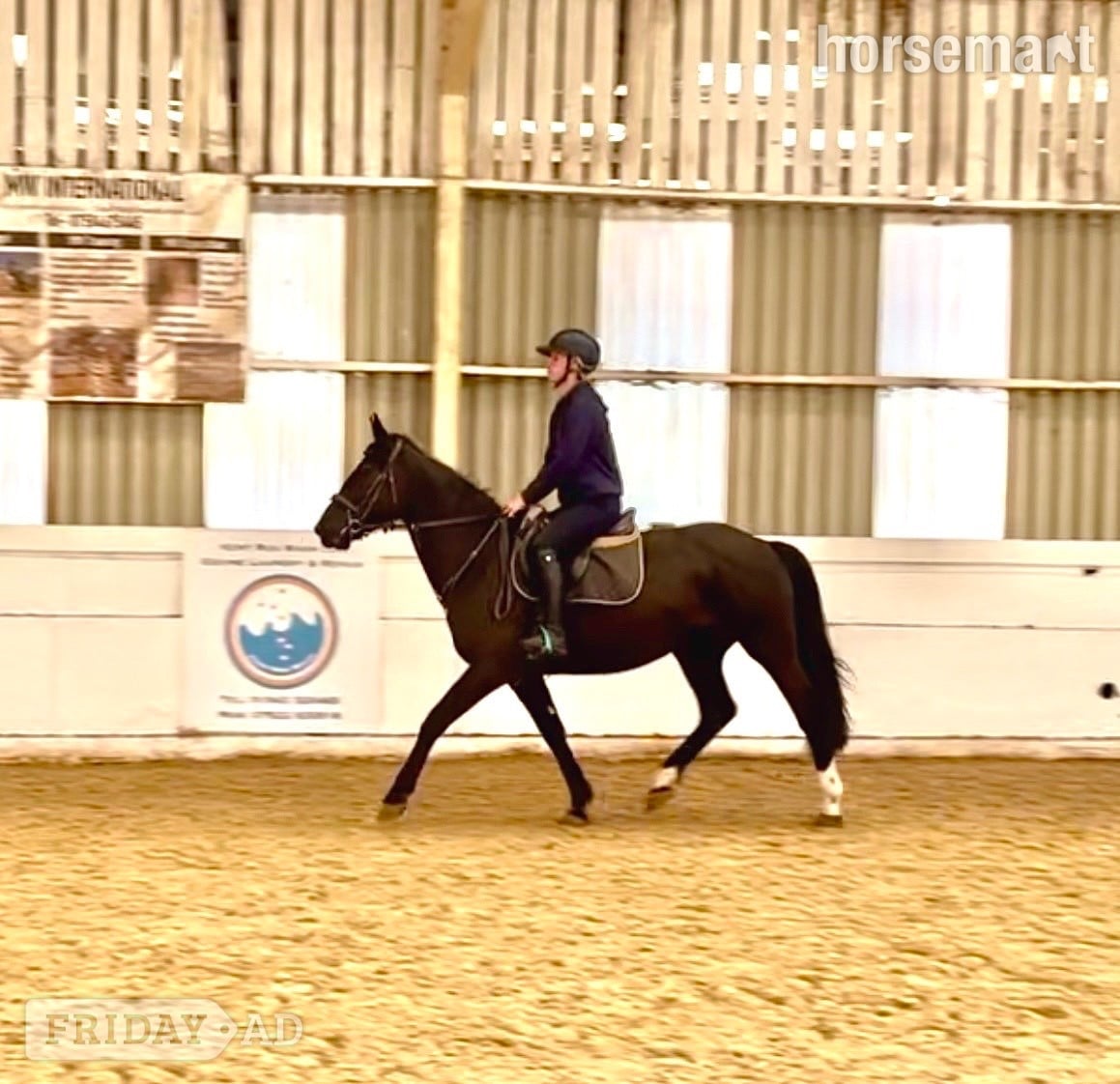 "Echo" Black Mare All Rounder