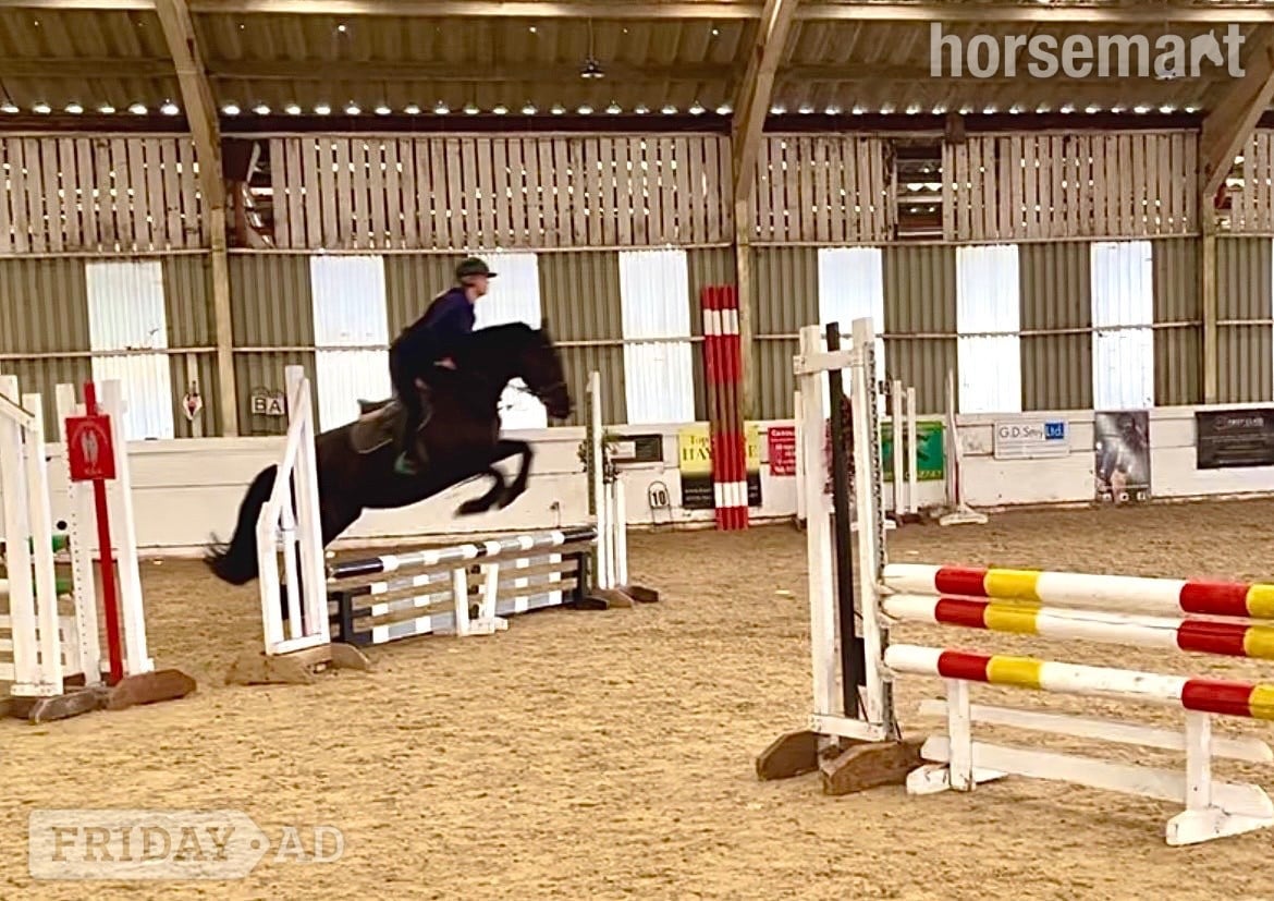 "Echo" Black Mare All Rounder - Horses in Staplehurst