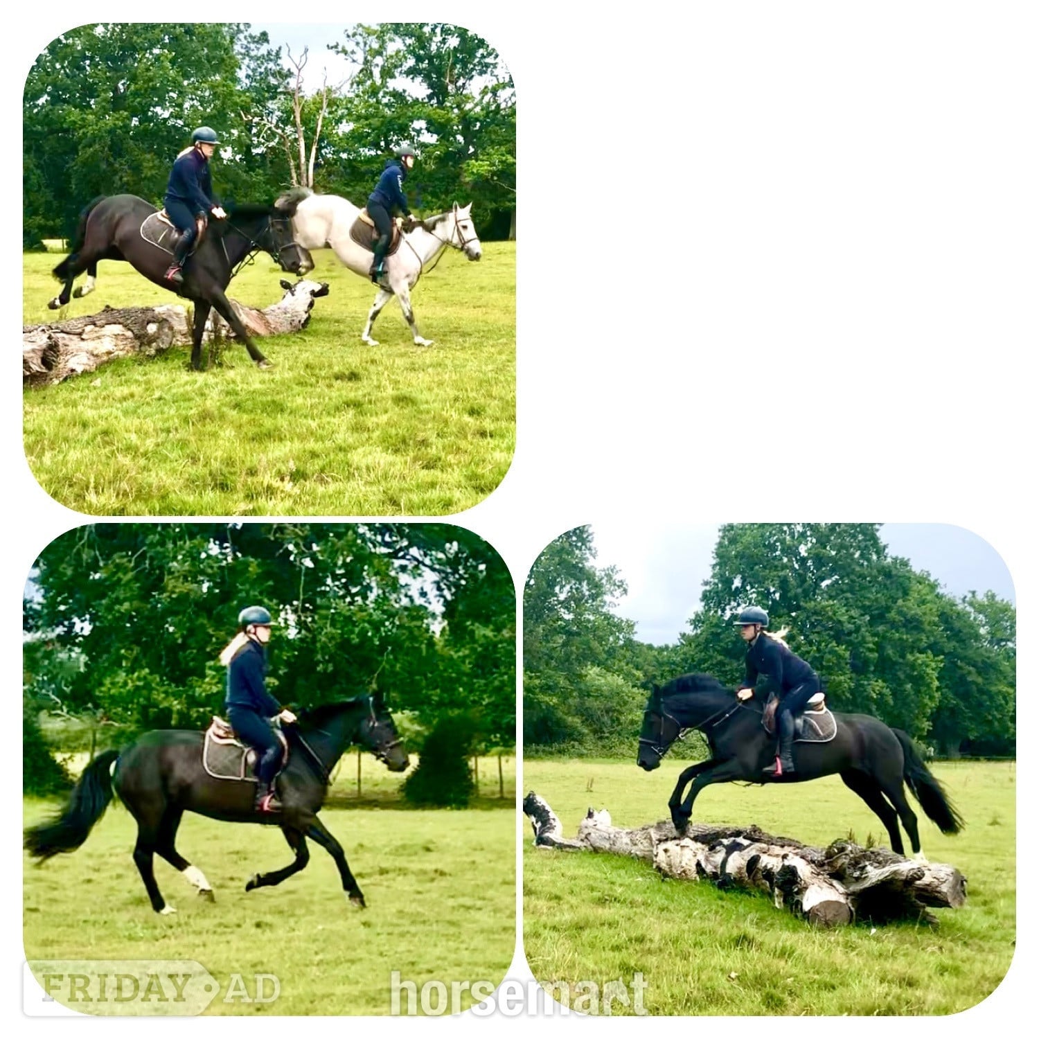 "Echo" Black Mare All Rounder - Horses