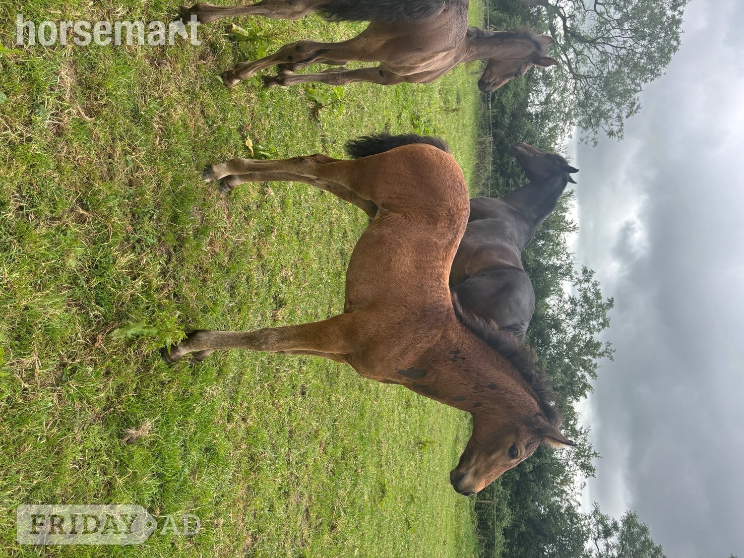 "Bean" Bay Filly Youngstock / Foal
