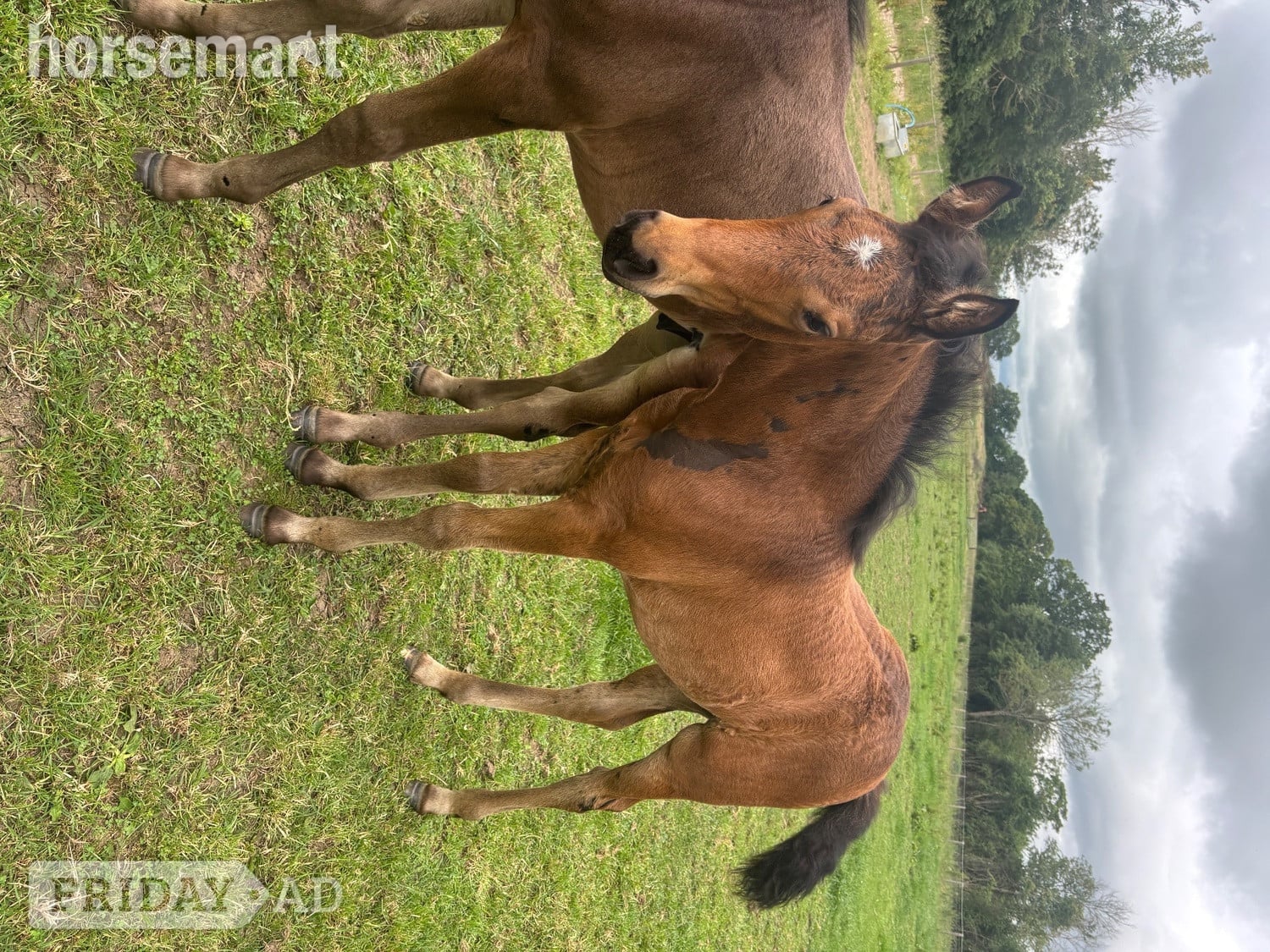 "Bean" Bay Filly Youngstock / Foal in Swindon
