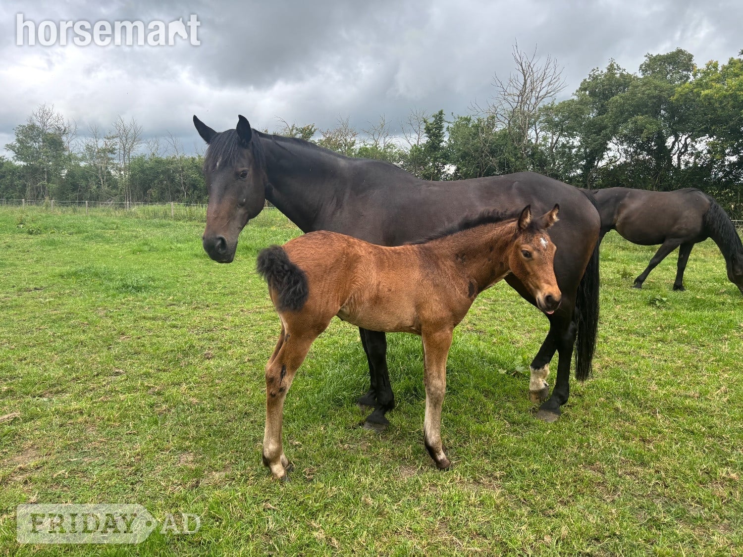 Swindon "Bean" Bay Filly Youngstock / Foal