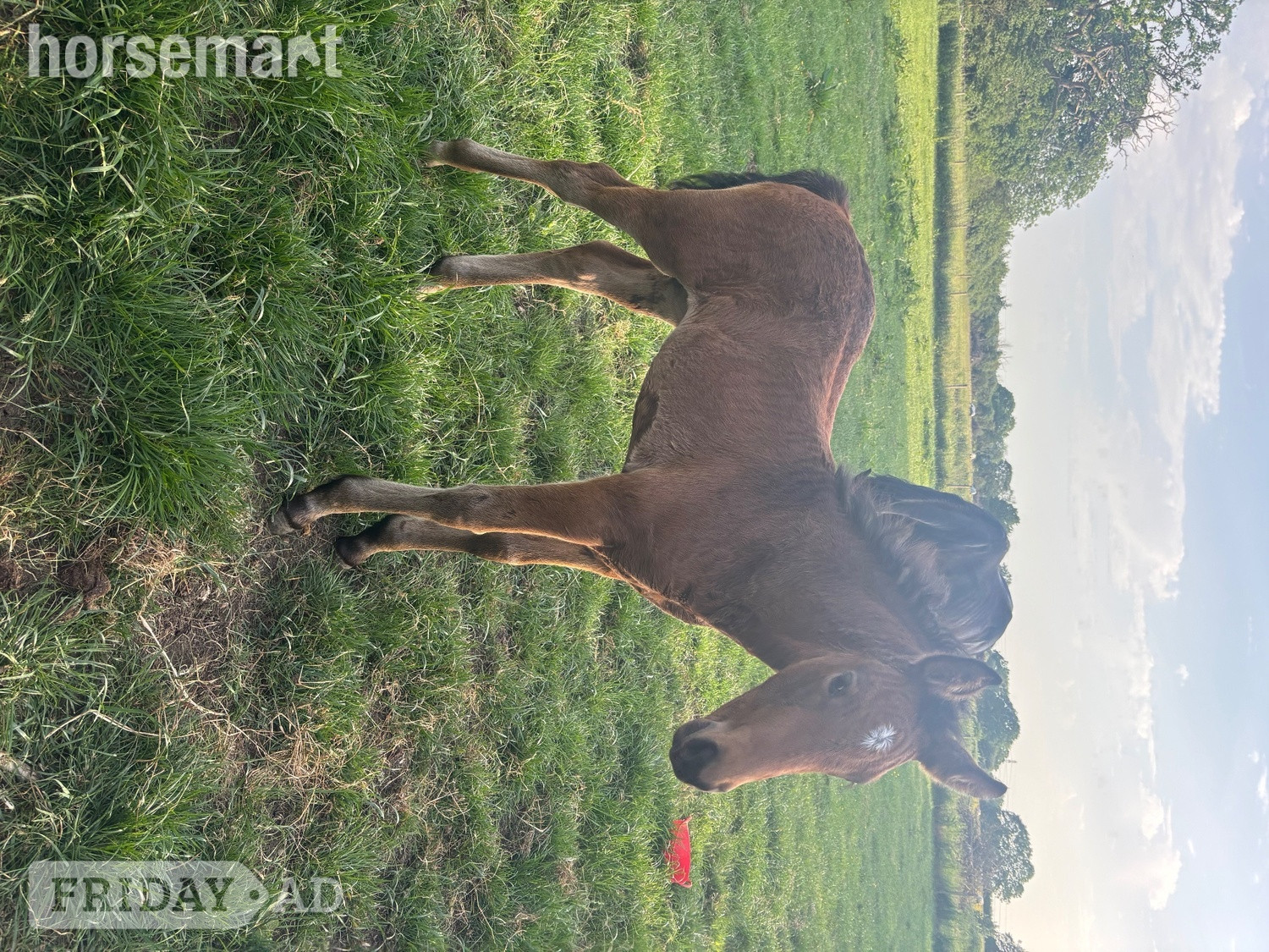 "Bean" Bay Filly Youngstock / Foal - Horses in Swindon