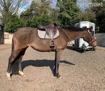 15.1/2 11 year old thoroughbred mare for LOAN / potential LWVTB
