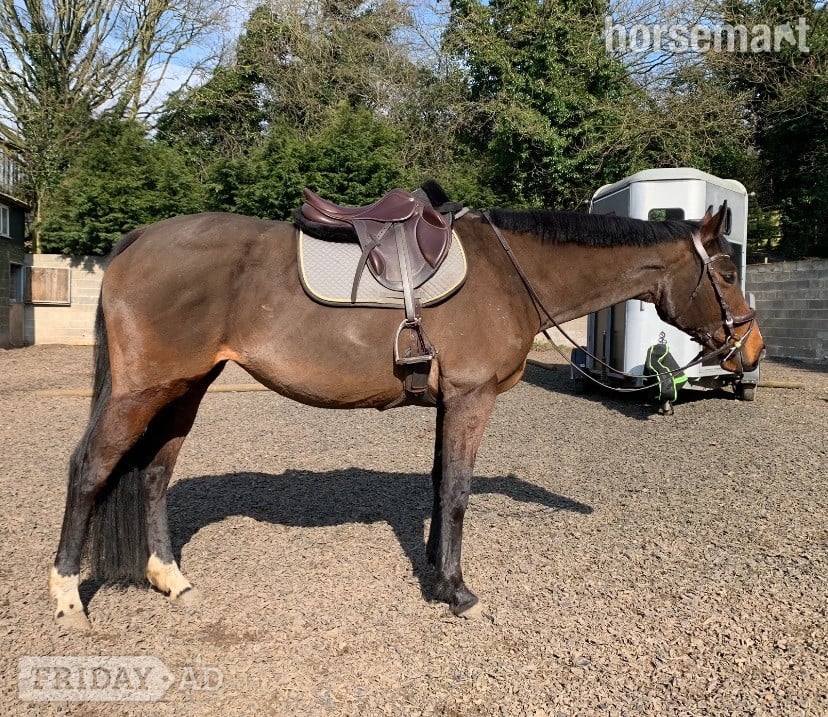 15.1/2 11 year old thoroughbred mare for LOAN / potential LWVTB in Wales