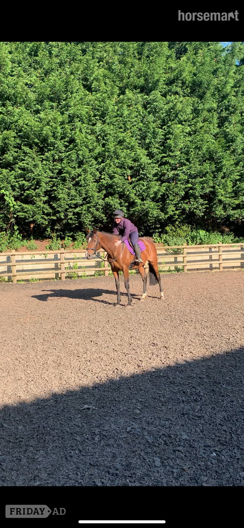 15.1/2 11 year old thoroughbred mare for LOAN / potential LWVTB