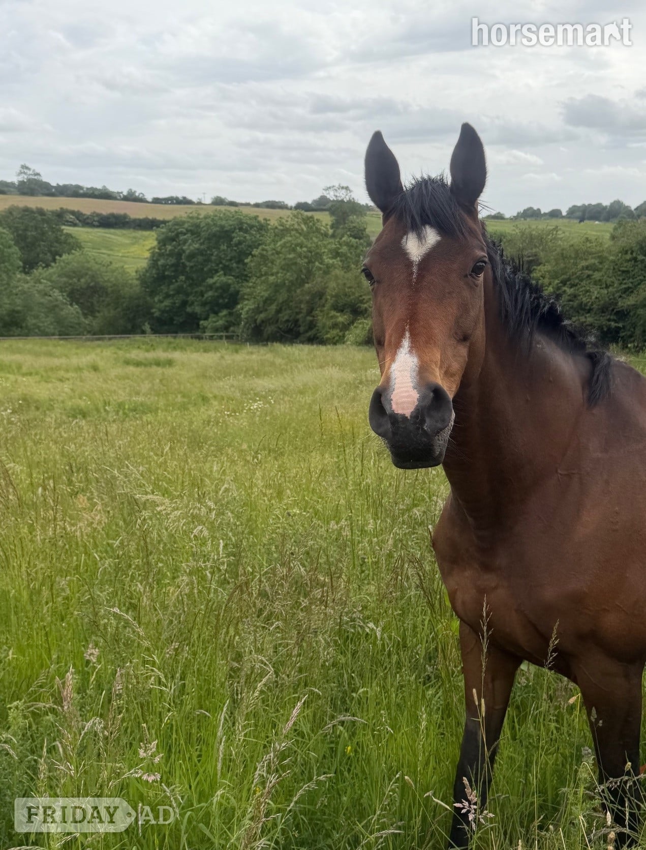 Wales 15.1/2 11 year old thoroughbred mare for LOAN / potential LWVTB