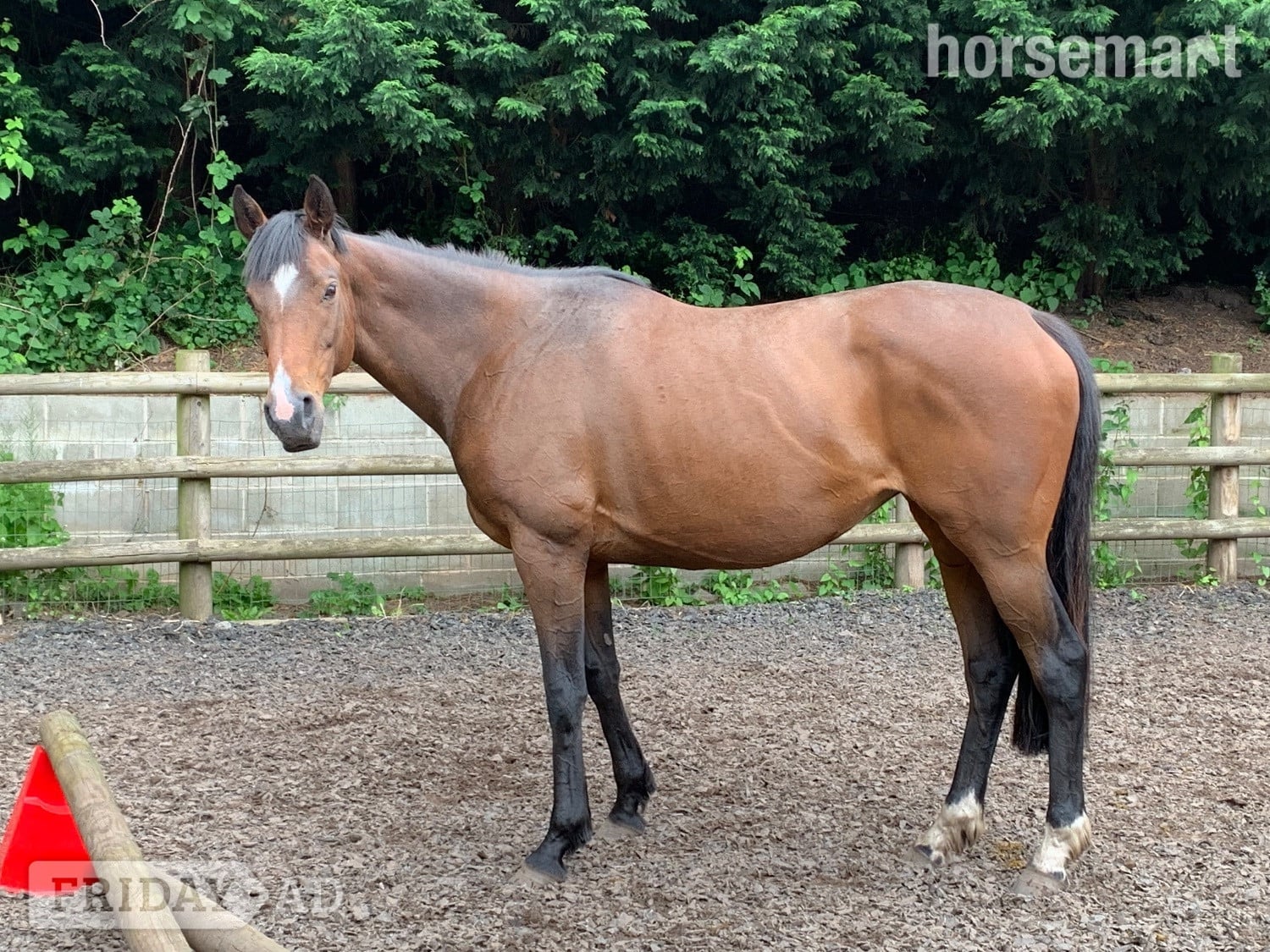 15.1/2 11 year old thoroughbred mare for LOAN / potential LWVTB - Horses in Wales