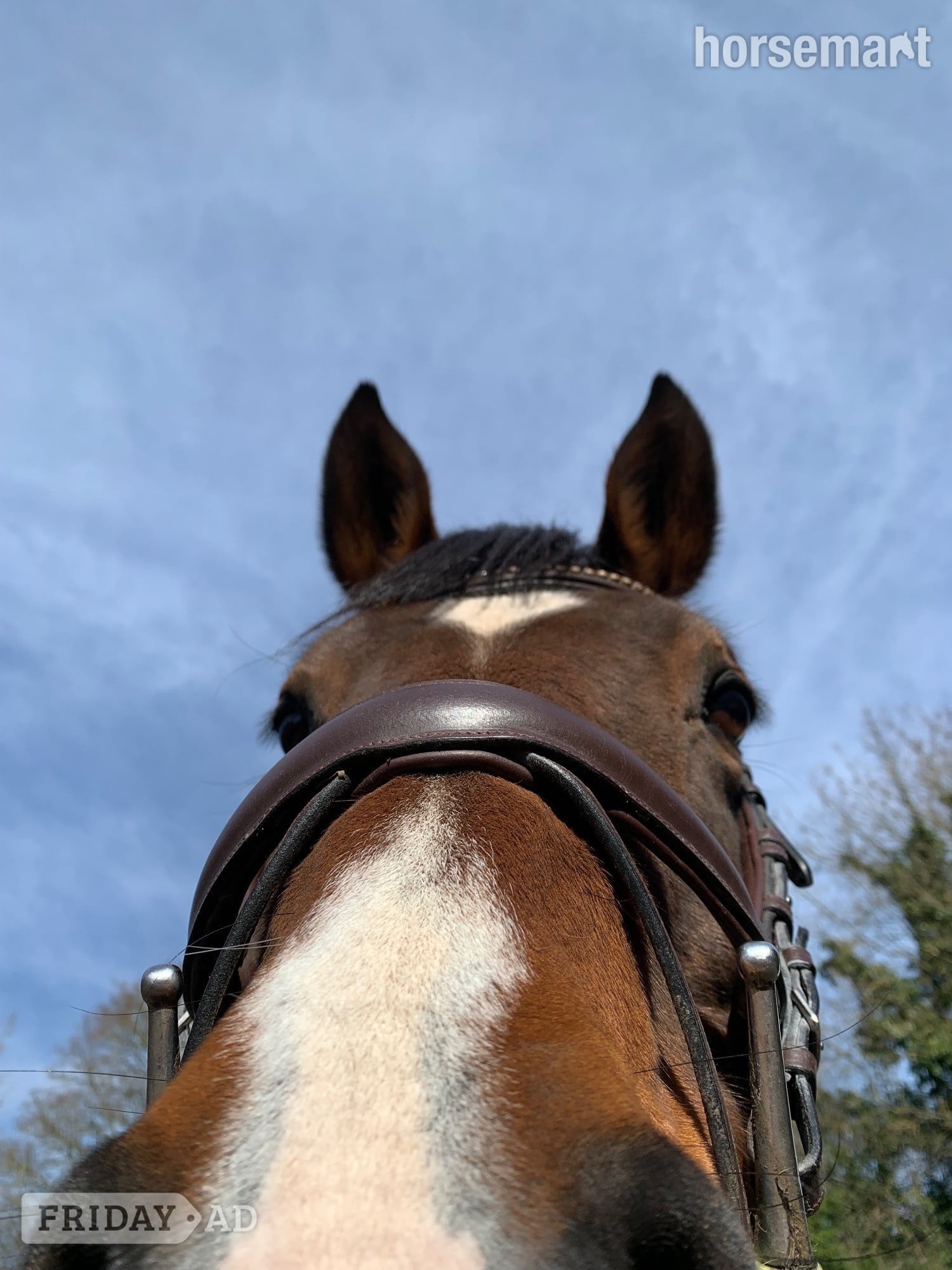 15.1/2 11 year old thoroughbred mare for LOAN / potential LWVTB - Horses