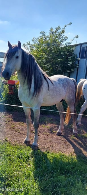 "Flanaghan" White Stallion Stallion