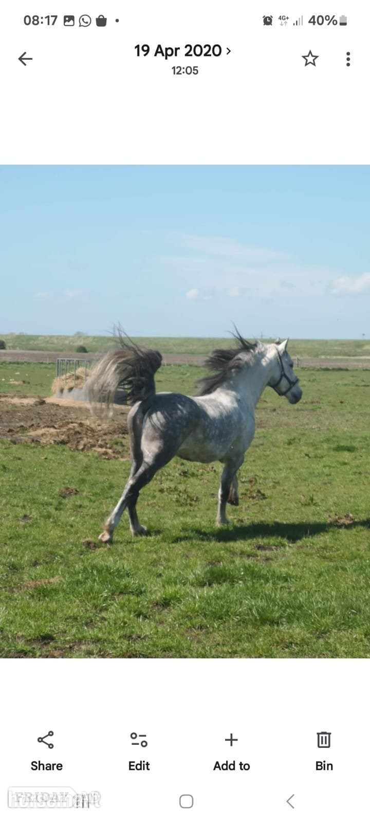 "Flanaghan" White Stallion Stallion