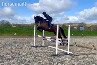 "Louis " Bay Gelding All Rounder