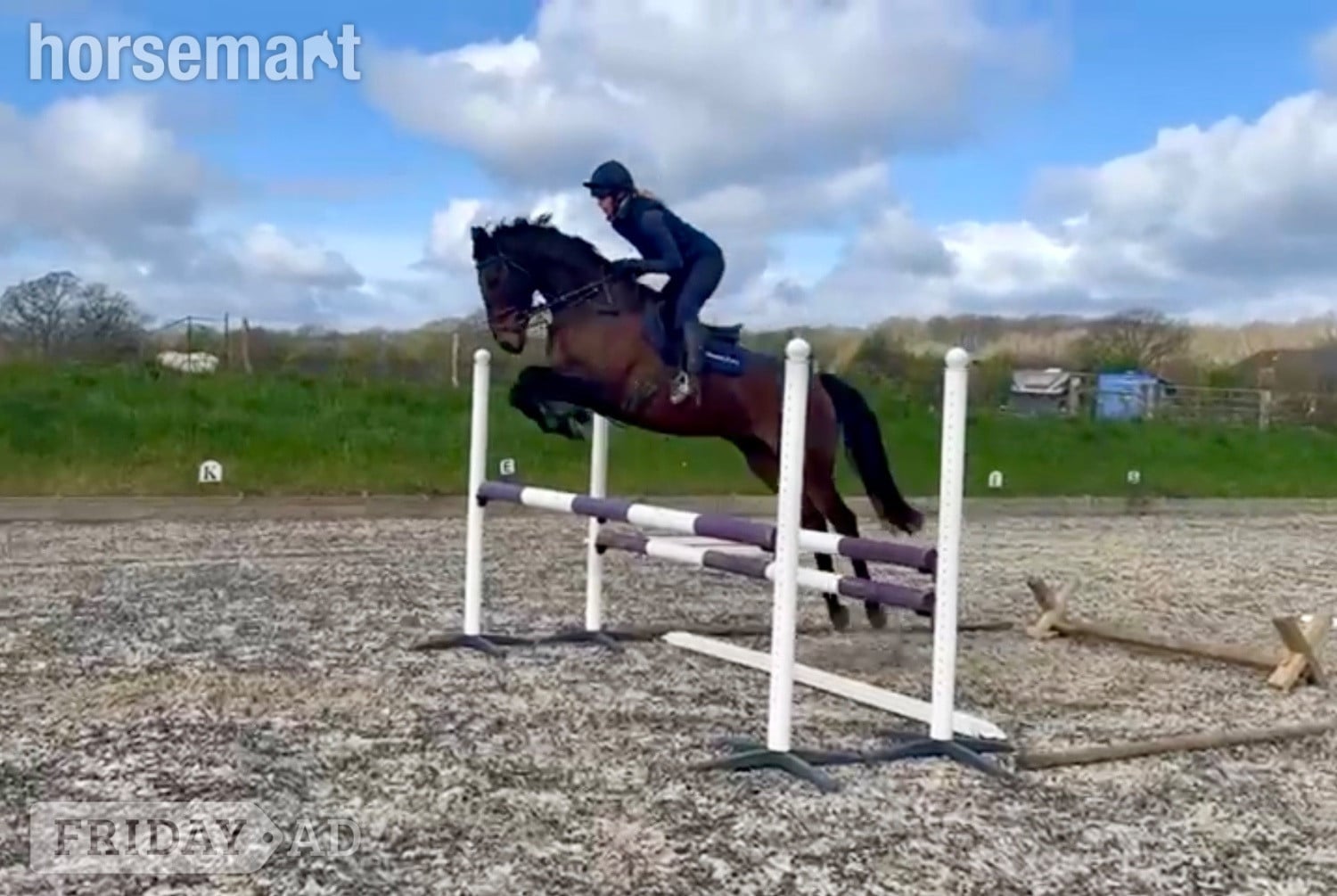 "Louis " Bay Gelding All Rounder in Pulborough