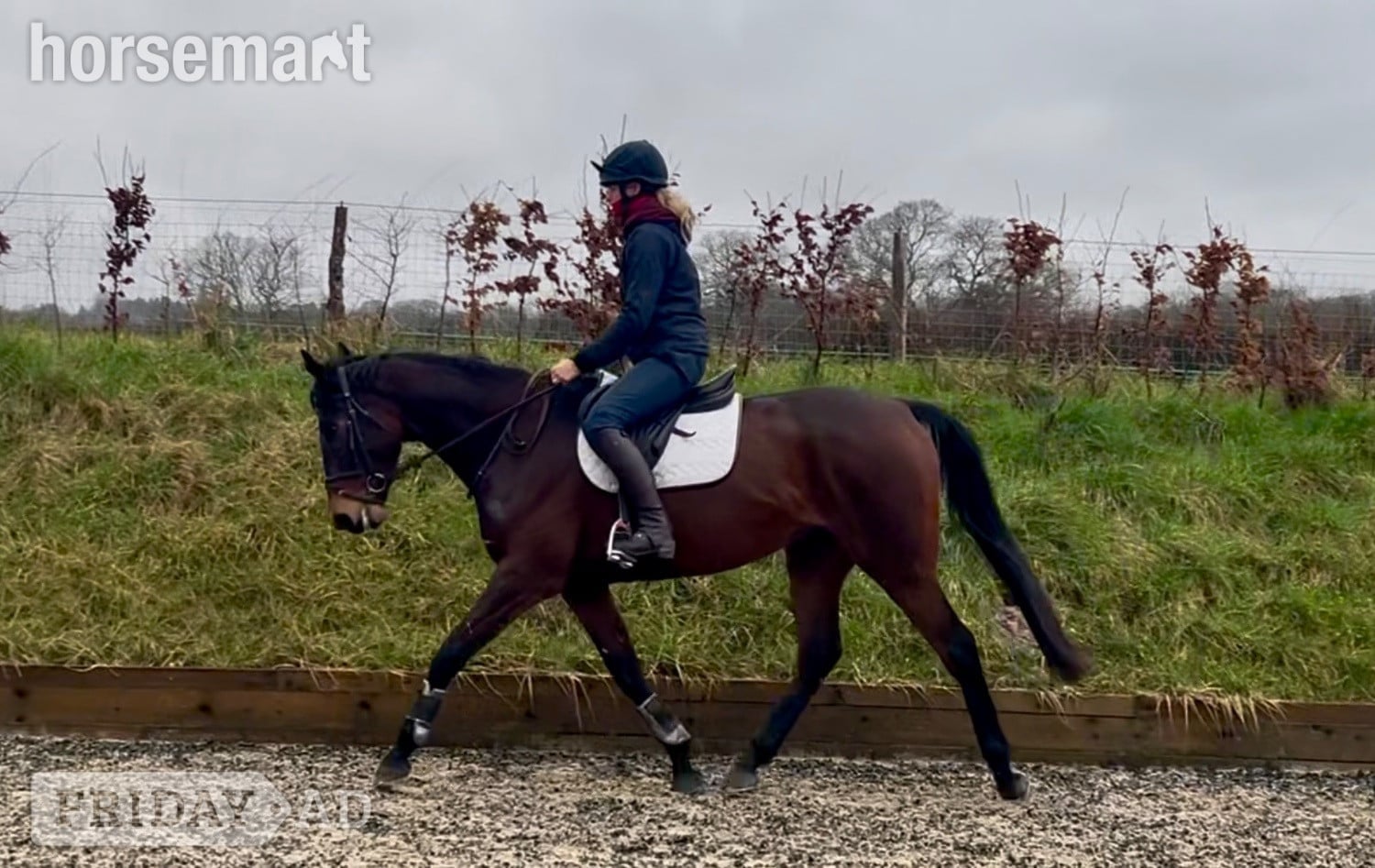 "Louis " Bay Gelding All Rounder