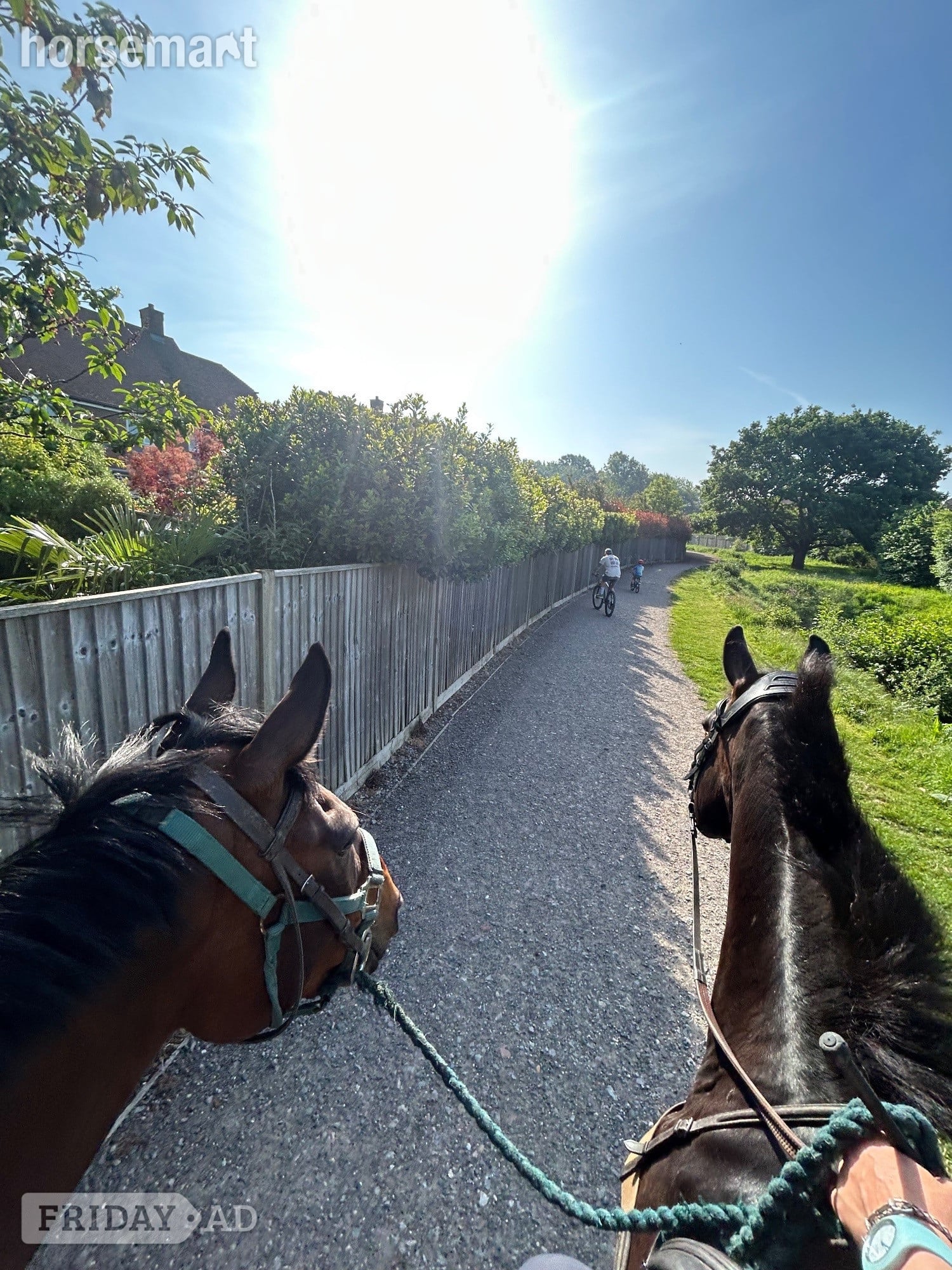 Pulborough "Louis " Bay Gelding All Rounder