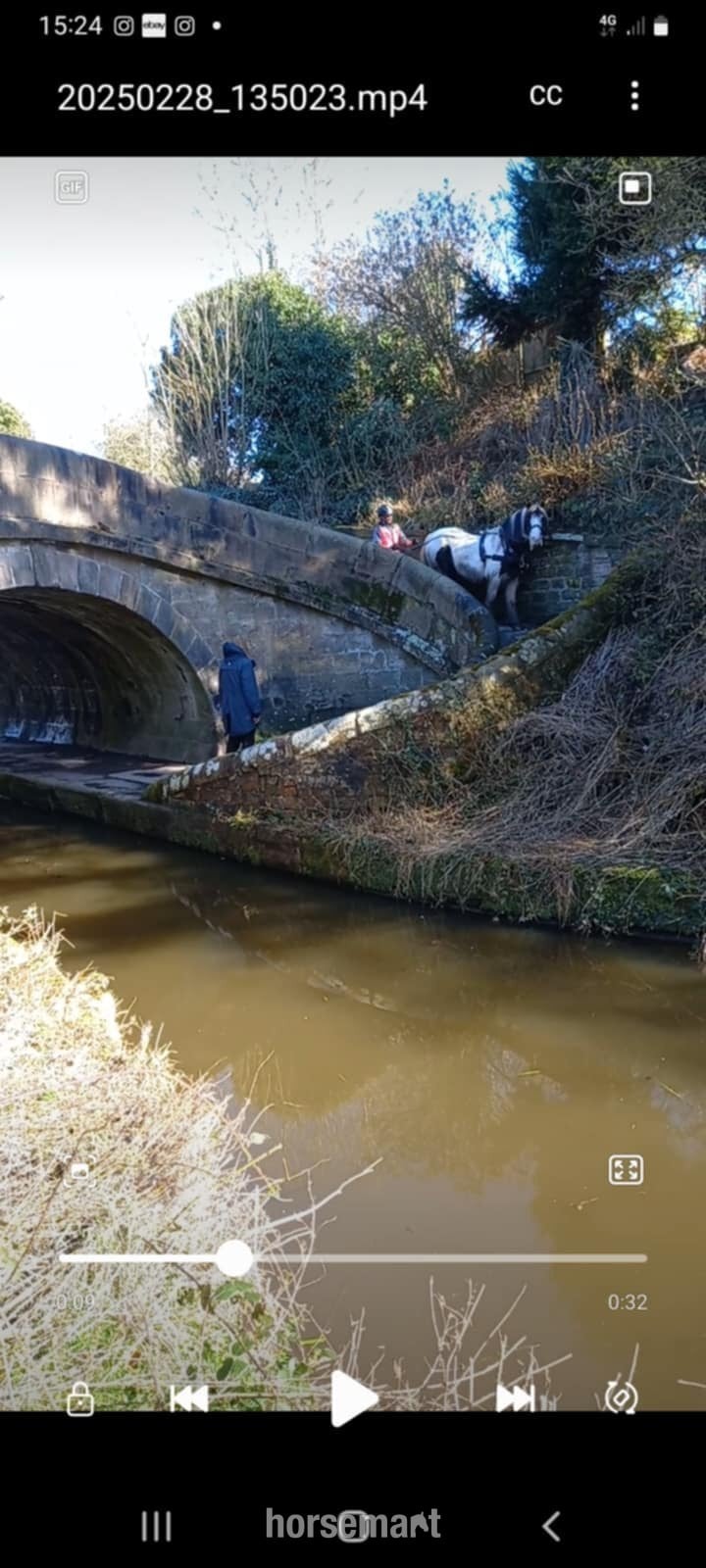 "Boris" Piebald Gelding Cob/Heavy Horse in Congleton