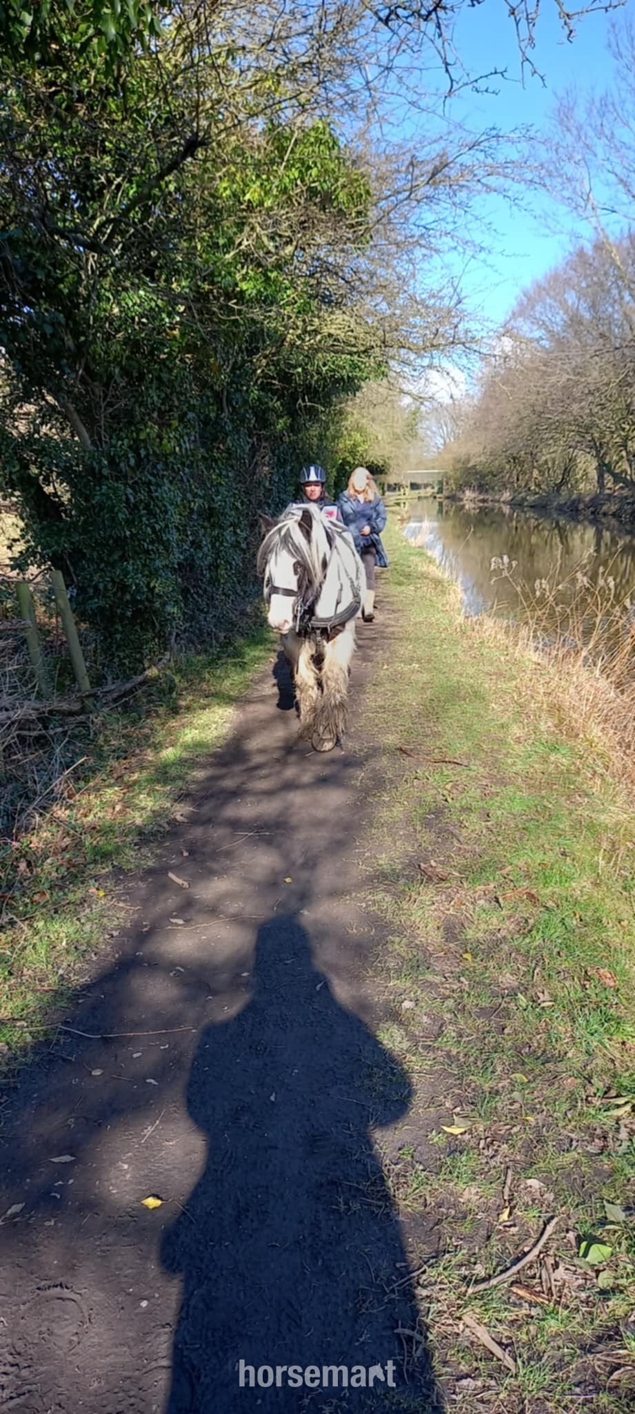 "Boris" Piebald Gelding Cob/Heavy Horse