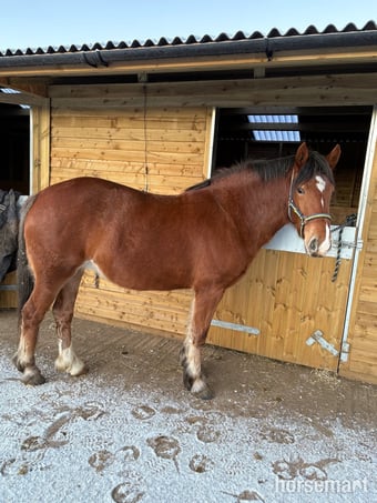 "May" Bay Roan Mare Cob/Heavy Horse