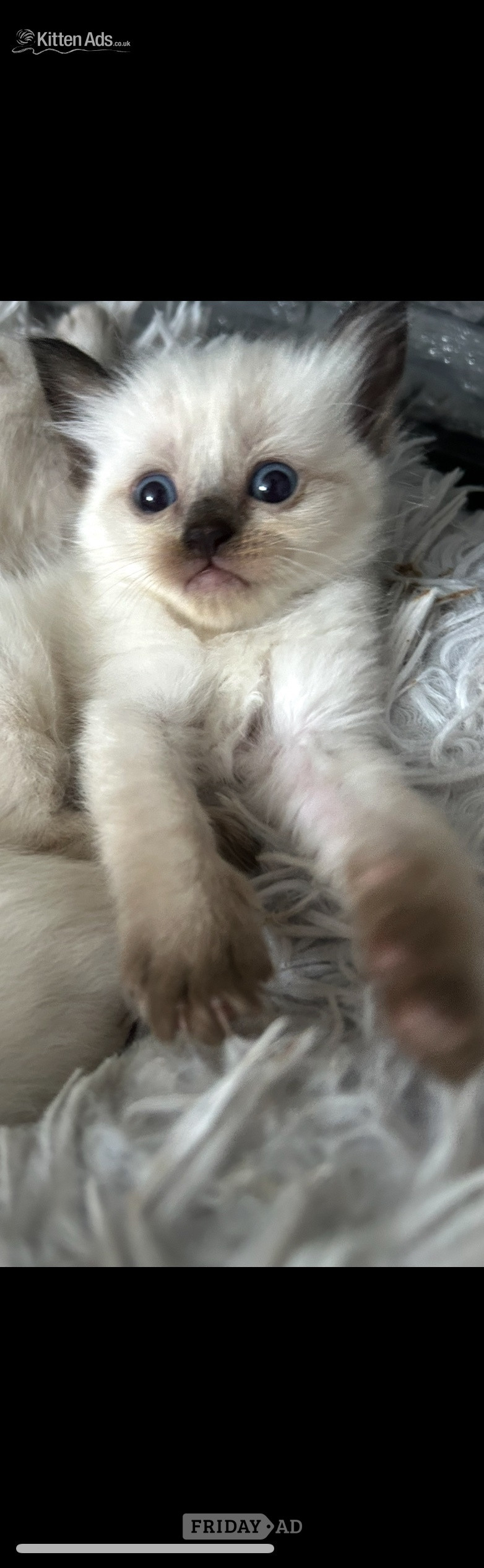 Little Ragdoll girl  in Bradford